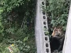 國(guó)慶節(jié)馬戲團(tuán)幼虎出逃，警察持鋼叉合圍